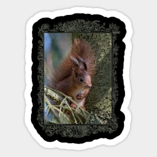 Pure Wildlife: Cute Squirrel Sticker